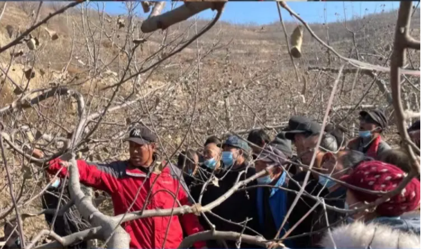mk官方网站-mk官方网站-首页
在静宁帮扶村开展冬季果园管理培训(图5)